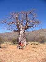 Baobab Namibia
