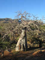 Baobab