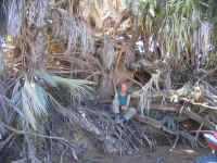 Palme Namibia